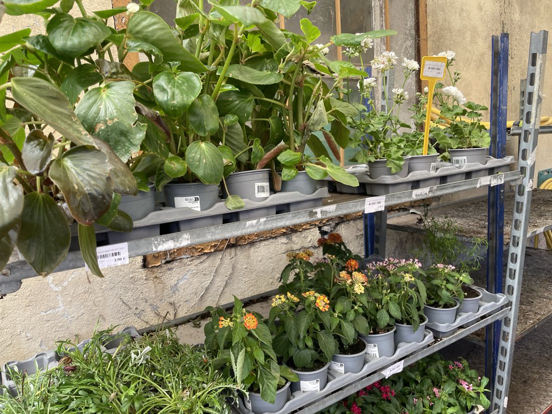 Étagères de fleurs et plantes fleuries devant le magasin