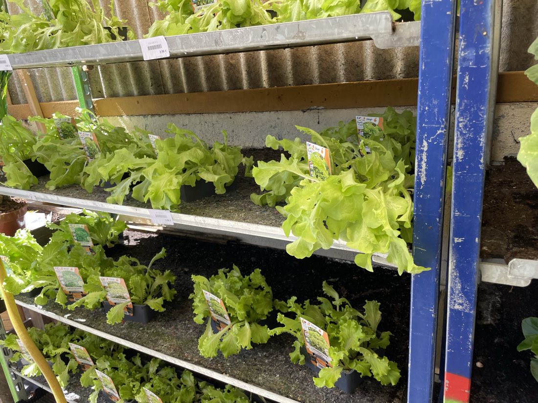 Plants de salades sur les étagères